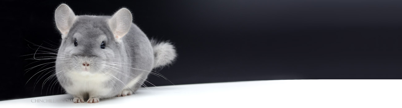 Feature Image for Blue Diamond Hybrid Chinchillas